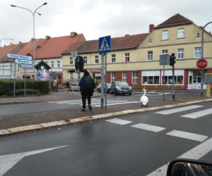 Wielka obława na łabędzia