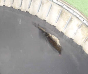 Trampolina grozy na Wilanowie