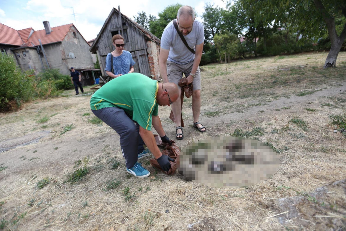 Zielona Góra. Seryjny morderca jeży Przemysław P. znowu zatrzymany przez policję
