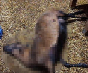 Wataha psów terroryzuje wieś. „Nie zaatakowały z głodu. To była napaść, by zabić”