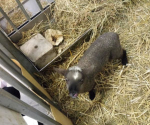 Owce zostały honorowymi dawcami krwi. Takie cuda na Śląskim Uniwersytecie Medycznym [ZDJĘCIA]