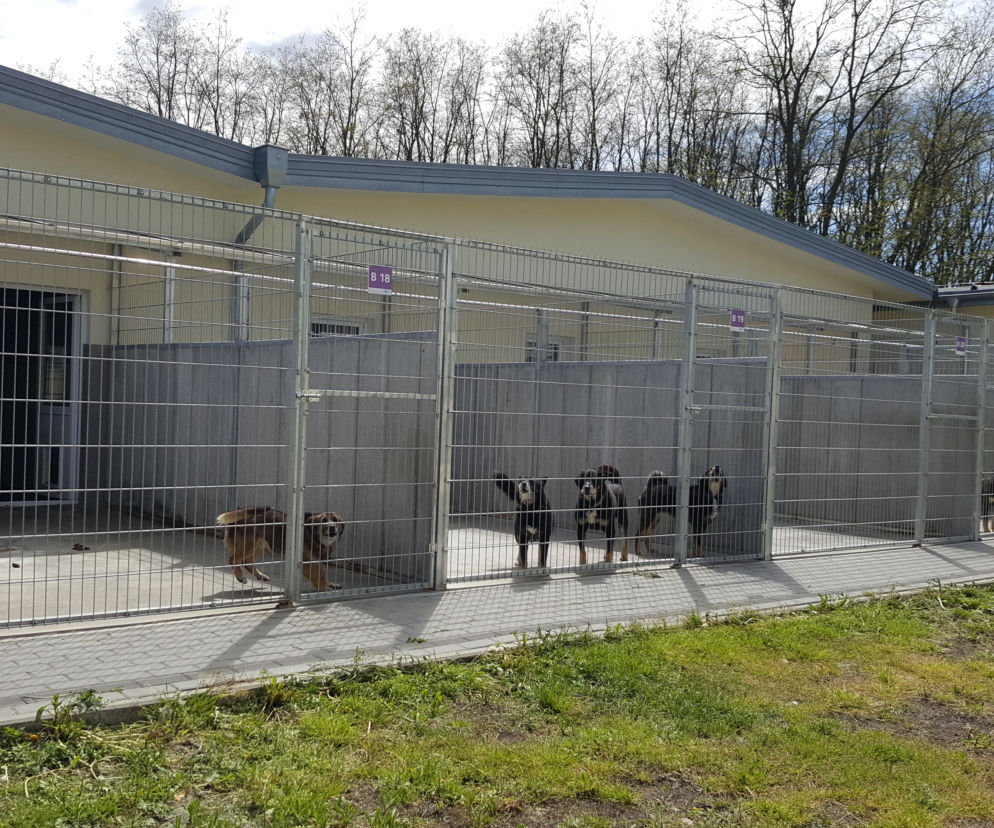 schronisko dla zwierząt w Grudziądzu