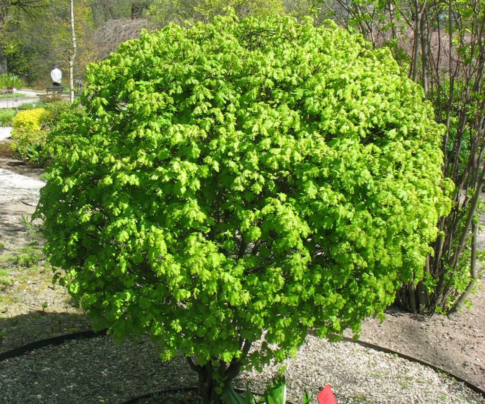 Klon polny 'Nanum' 