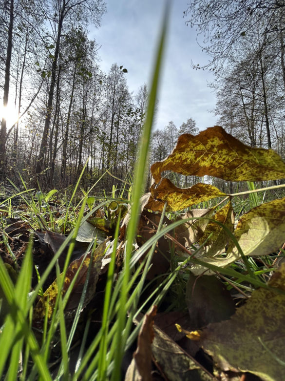 Mokradła niedaleko Grąblina