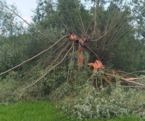 Piorun zabił mi kózkę Felę. Poczułem potworny ból i jakieś ciepło przeszyło moje ciało