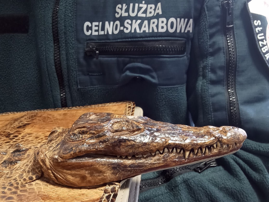 Chciał przewieźć torbę z chronionego gatunku krokodyla