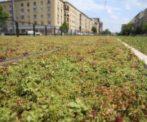 Torowisko na Grochowskiej w końcu pokrył rozchodnik