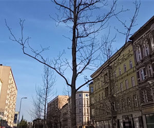 Siedmiometrowe platany już zdobią aleję Wojska Polskiego