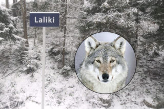 Wilki zaatakowały 15-latkę w Lalikach? Służby komentują