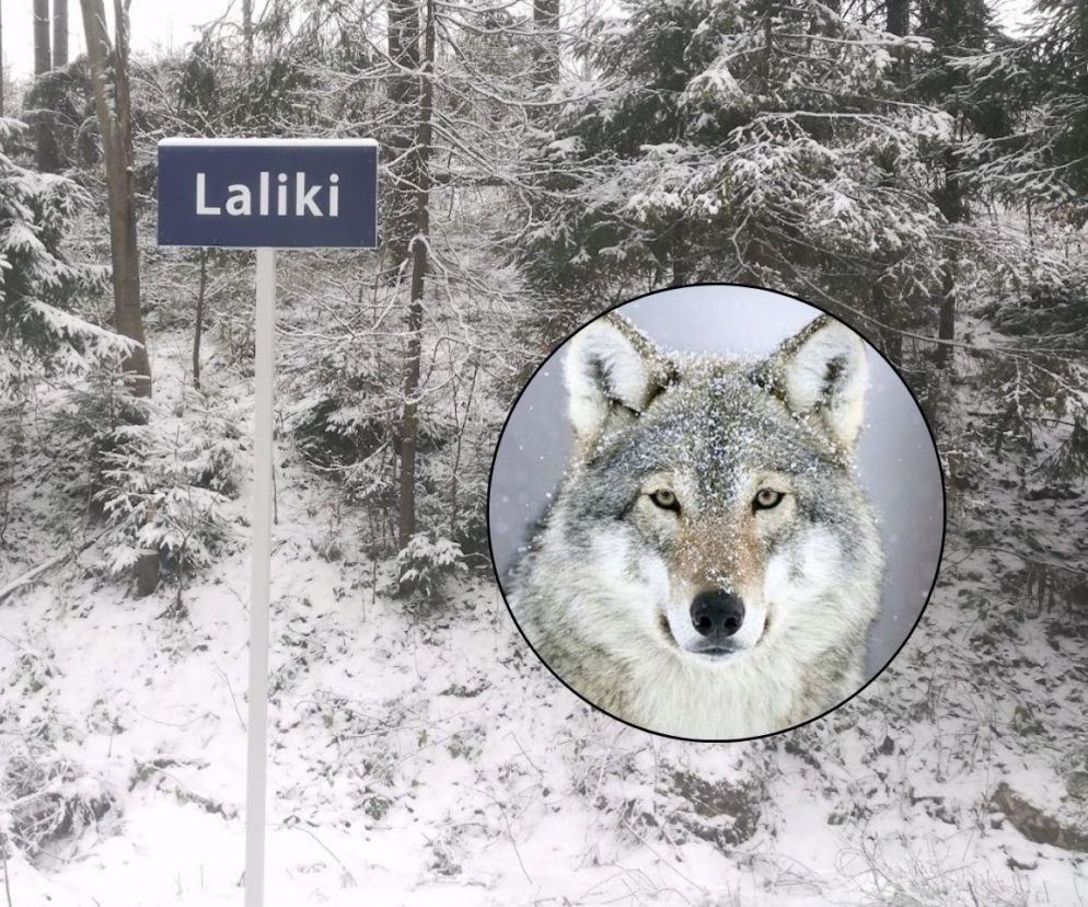 Wilki w Beskidach. Fakty i mity po głośnym wpisie z Laliki