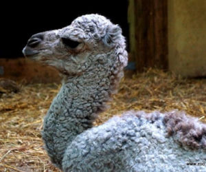 Wielbłądziatko przyszło na świat we wrocławskim zoo