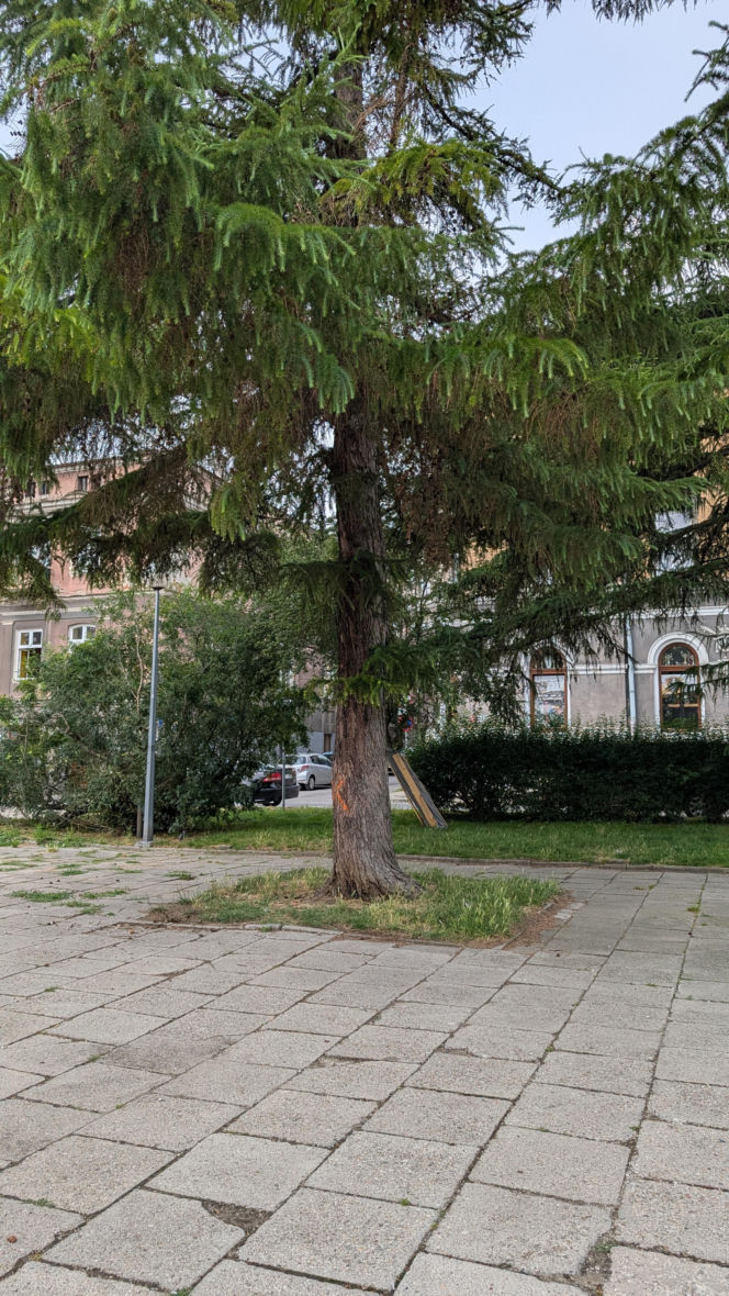 Drzewa do wycinki