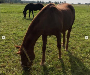 Katarzyna Dowbor, Rodezja