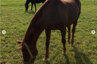 Katarzyna Dowbor, Rodezja