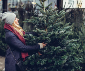Sprzedaż choinek