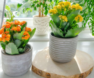 Kalanchoe Blossfelda