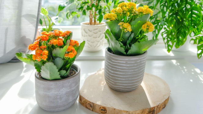 Kalanchoe Blossfelda