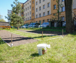 Białystok. Łąki kwietnie przy szkołach i przedszkolach. Miasto rusza z nowym programem