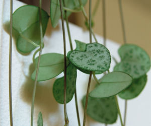 Ceropegia Wooda