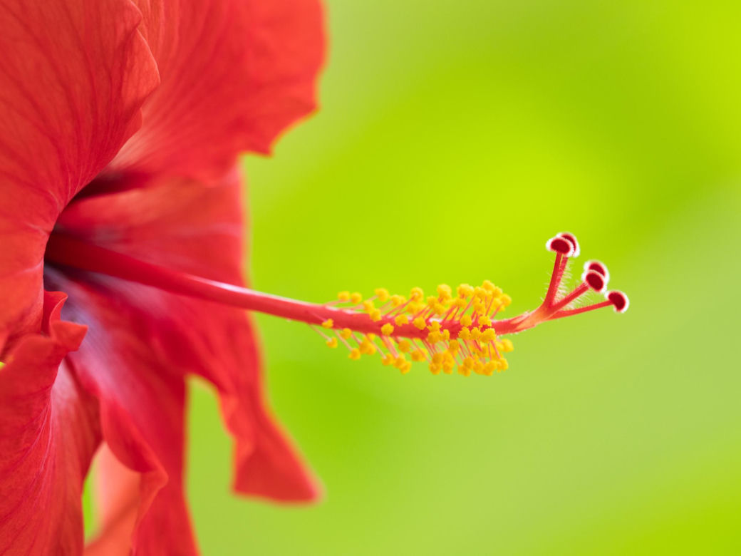 Hibiskus, róża chińska, ketmia