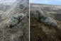 Saperzy wywieźli 250-kilogramową niemiecką bombę do utylizacji. Wielka akcja we Wrocławiu!