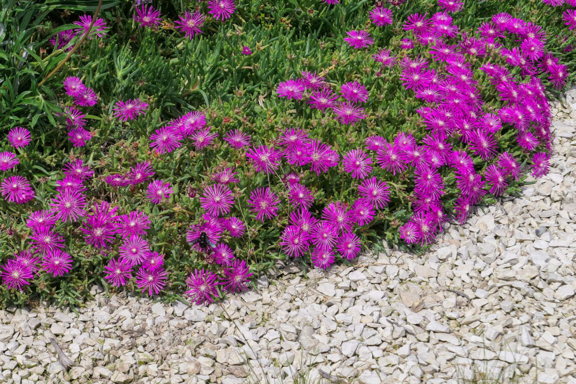 Delosperma