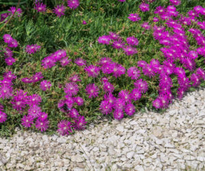 Delosperma