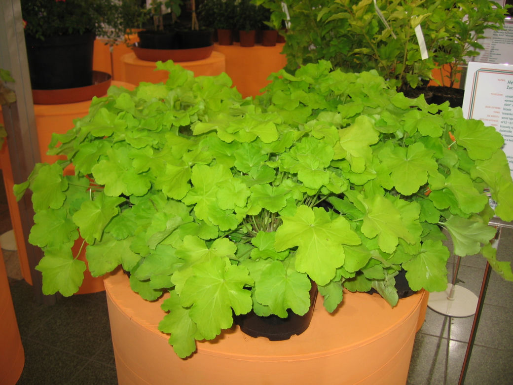 żurawka 'Citronelle'