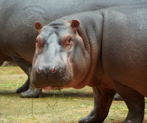 Zoo Wrocław: Hipopotam nilowy