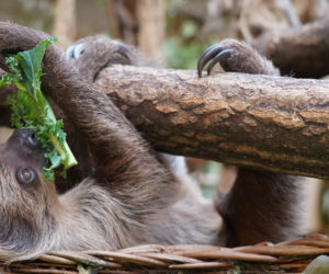Wrocławskie zoo szuka imienia dla młodego leniwca