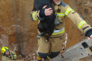 Piesek wpadł do głębokiego wykopu. Bohaterscy strażacy natychmiast ruszyli z pomocą