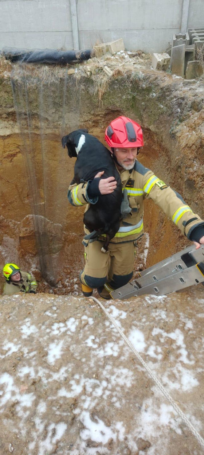 Piesek wpadł do głębokiego wykopu. Bohaterscy strażacy natychmiast ruszyli z pomocą