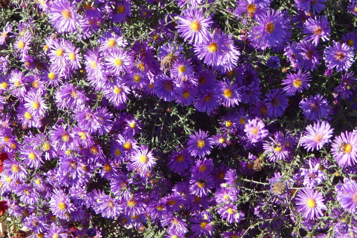 Aster nowoangielski