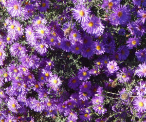 Aster nowoangielski