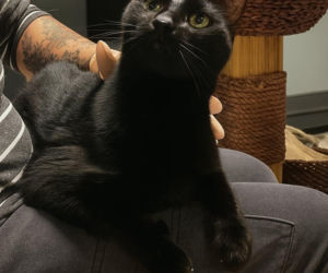 Koty ze szczecińskiego schroniska czekają na nowy dom