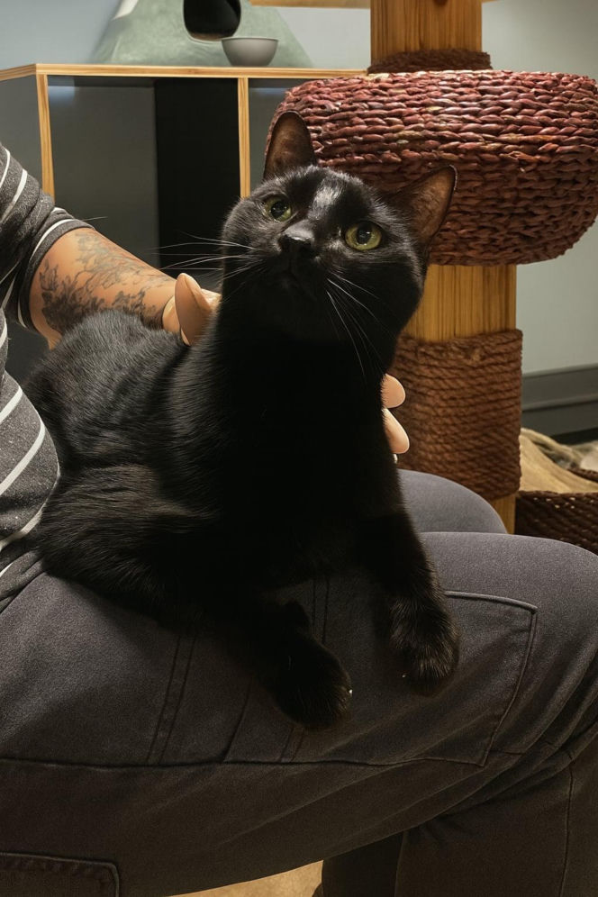 Koty ze szczecińskiego schroniska czekają na nowy dom