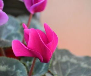 Cyklamen/fiołek alpejski