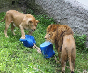Zabawki dla zwierzaków w zoo