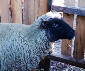 Żywa szopka w Żydowcach