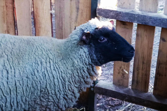 Żywa szopka w Żydowcach