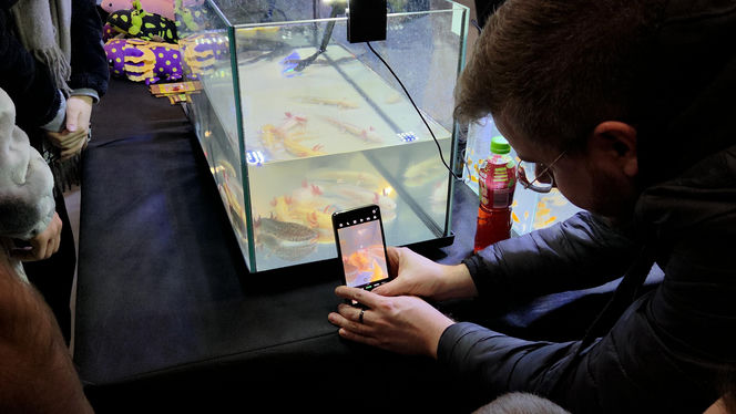 Egzotyczny świat zawitał do Bydgoszczy! Pająki i węże były na wyciągnięcie ręki