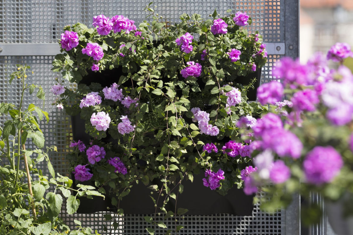 Kompozycje z pelargoniami