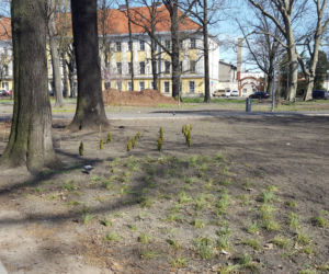 Kończy się czwarty etap rewitalizacji parku na Pl. Kościuszki w Lesznie