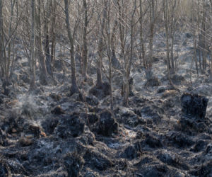 Biebrzański Park Narodowy UGASZONY. Zobacz, jakie zniszczenia spowodował ogień