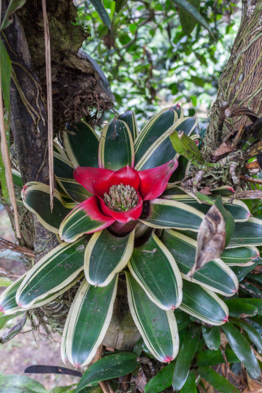 Neoregelia