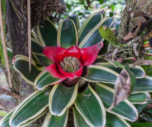 Neoregelia