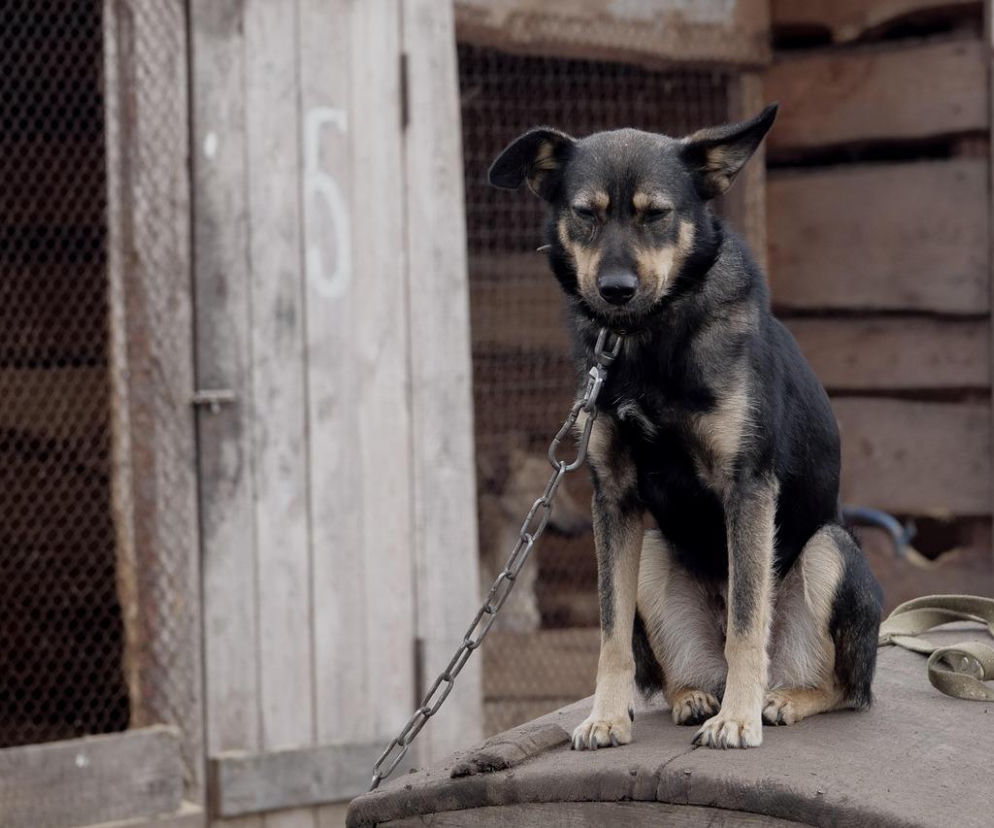 Pies na łańcuchu