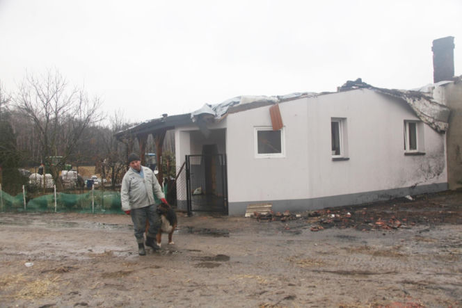 Krowa Diablica zobaczyła ogień i padła na zawał. Jarosław nie może się pozbierać. "Miałem ochotę płakać"