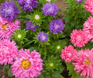 aster-chinski.jpg