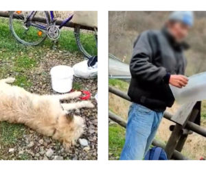 Bieszczady. Weterynarze chcieli pomóc psu, uratowali człowieka [GALERIA]